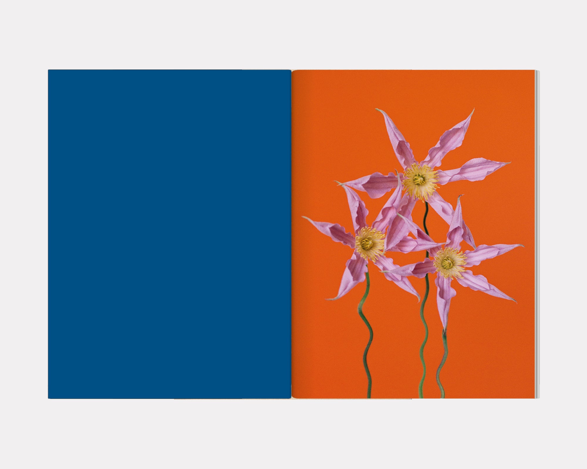 The Chromatics of Flowers, Paula Codoner