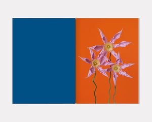 The Chromatics of Flowers, Paula Codoner