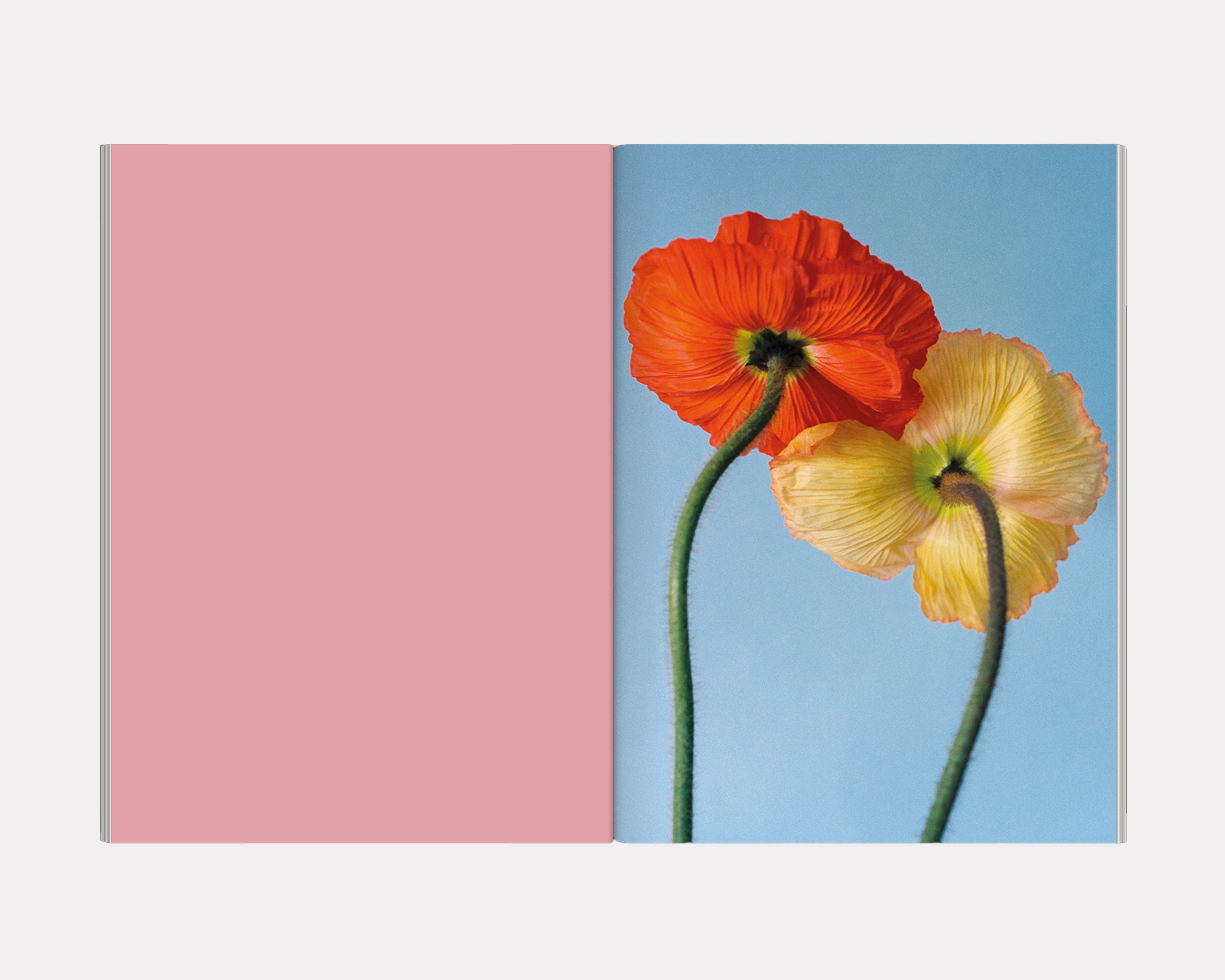 The Chromatics of Flowers, Paula Codoner