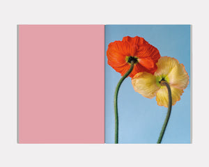 The Chromatics of Flowers, Paula Codoner