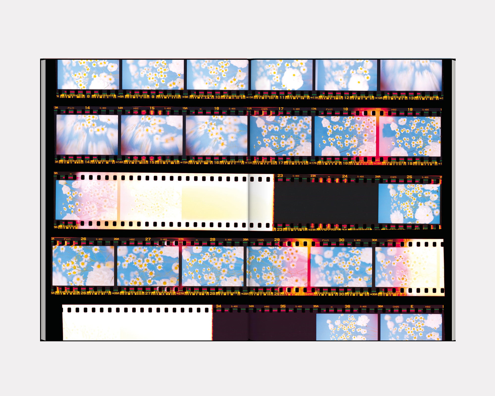 The Chromatics of Flowers, Paula Codoner