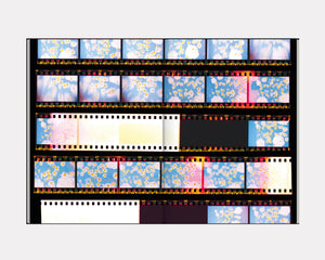 The Chromatics of Flowers, Paula Codoner
